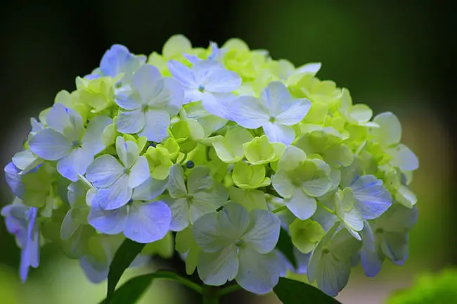 Hortensia flower