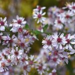 White Wood Aster -Small starry white flowering plant