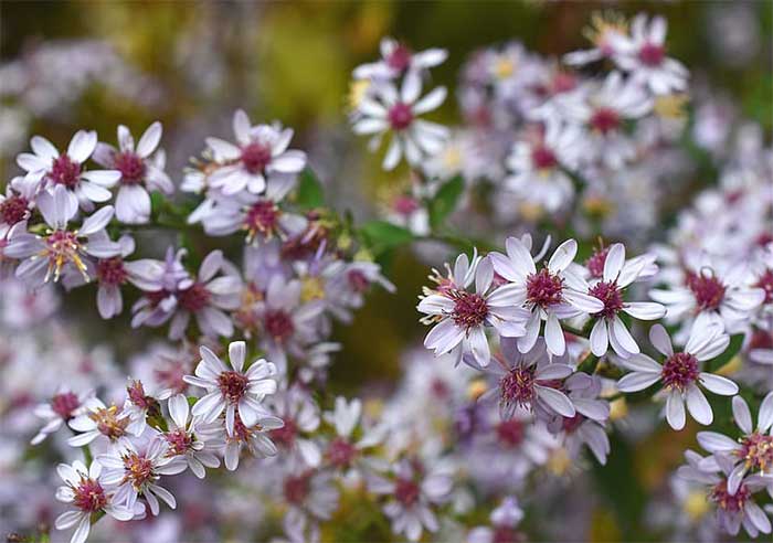 White Wood Aster -Small starry white flowering plant