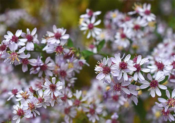 white wood aster