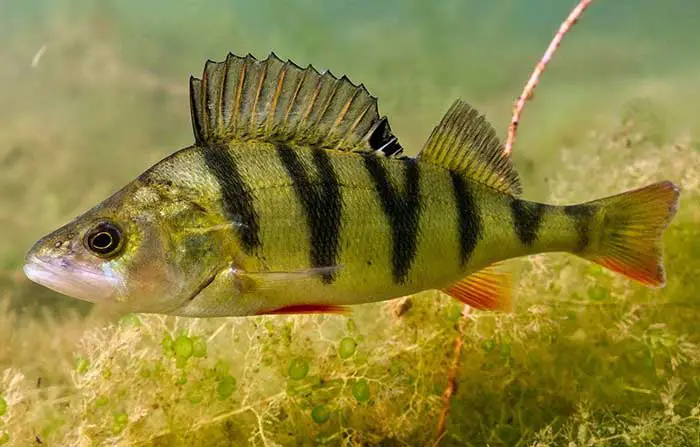 Yellow Perch fish- A Popular freshwater game fish