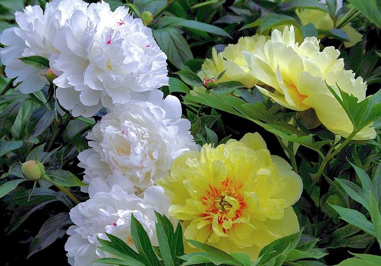 White Peony -Famous Flowering and ancient medicinal plant