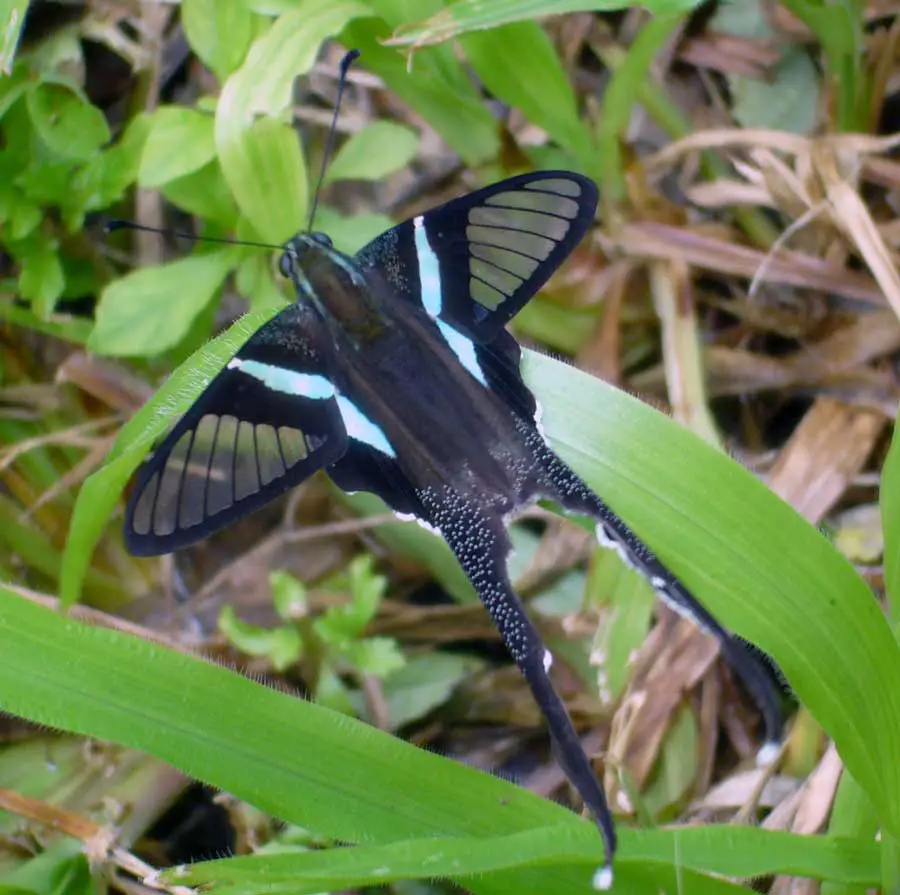 Green Dragontail Butterfly