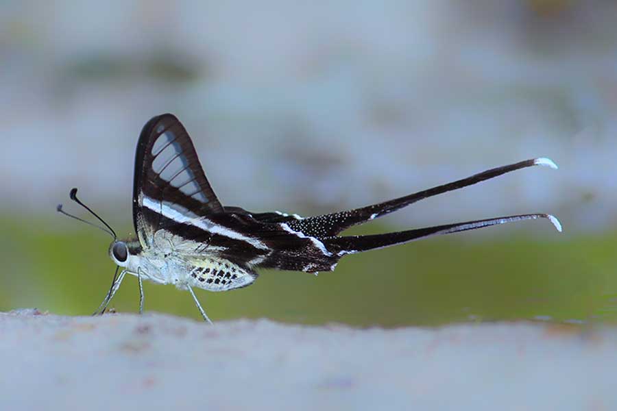 Green Dragontail Butterfly- A species of a swallowtail butterfly