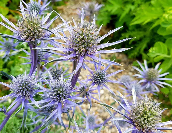 Blue thistle flowering plant- A herbaceous perennial weed