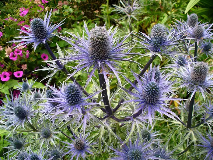 blue thistle