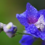 Tips and Tricks To Grow Delphinium Flowers