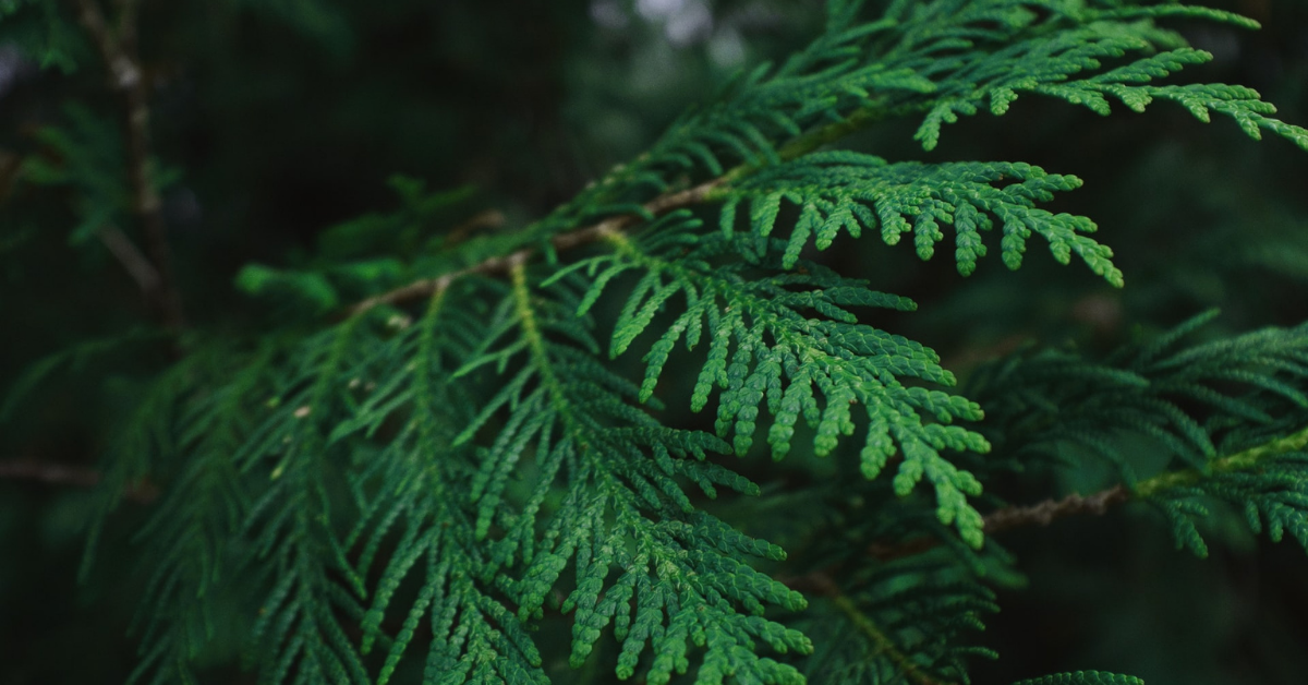 Tips & Tricks To Grow Cedar Tree