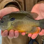 What Is Bluegill Fish? How To Identify Them