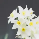 What Is Narcissus Flower & How To Grow Them