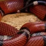 Types Of Milk Snakes & Are They Dangerous To Humans