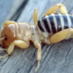 Who are Jerusalem Cricket? Are They Dangerous