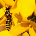 Who Are Black Wasp And How To Get Rid Of Them