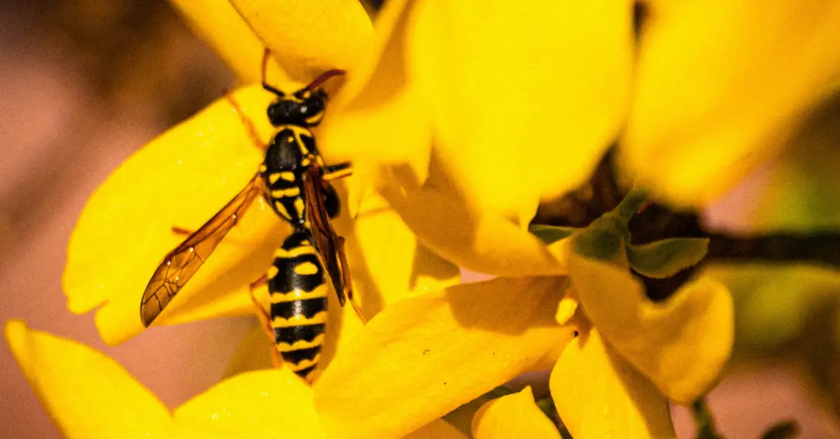 Who Are Black Wasp And How To Get Rid Of Them