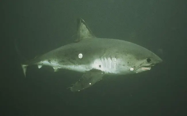 Salmon Shark