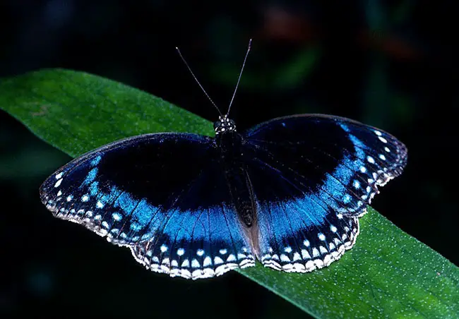 Blue Banded Eggfly