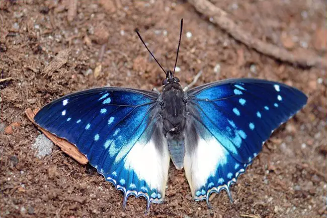 Blue-spotted Charaxes