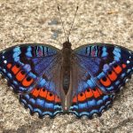 40 Different types of beautiful Blue Butterfly species