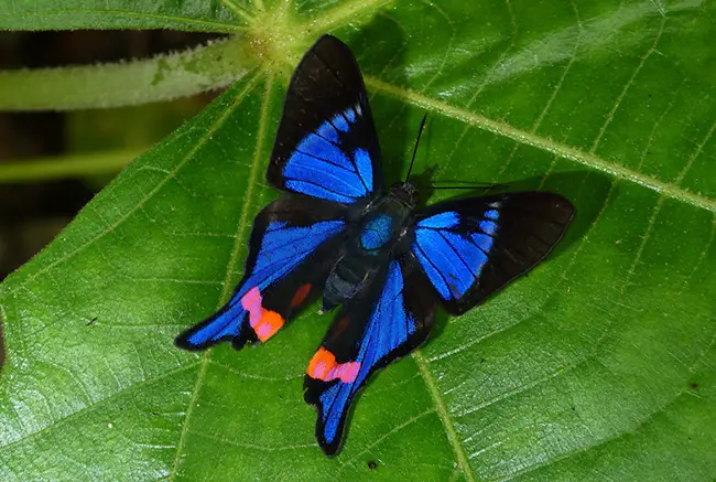 Rhetus Periander- Blue Butterfly