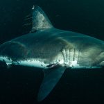 Salmon Shark- A species of Mackerel Shark