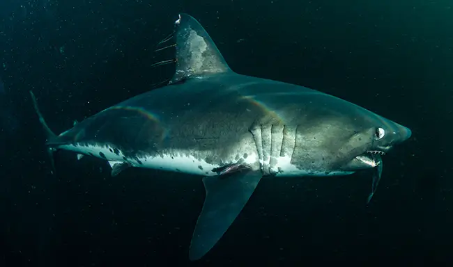 Salmon Shark- A species of Mackerel Shark