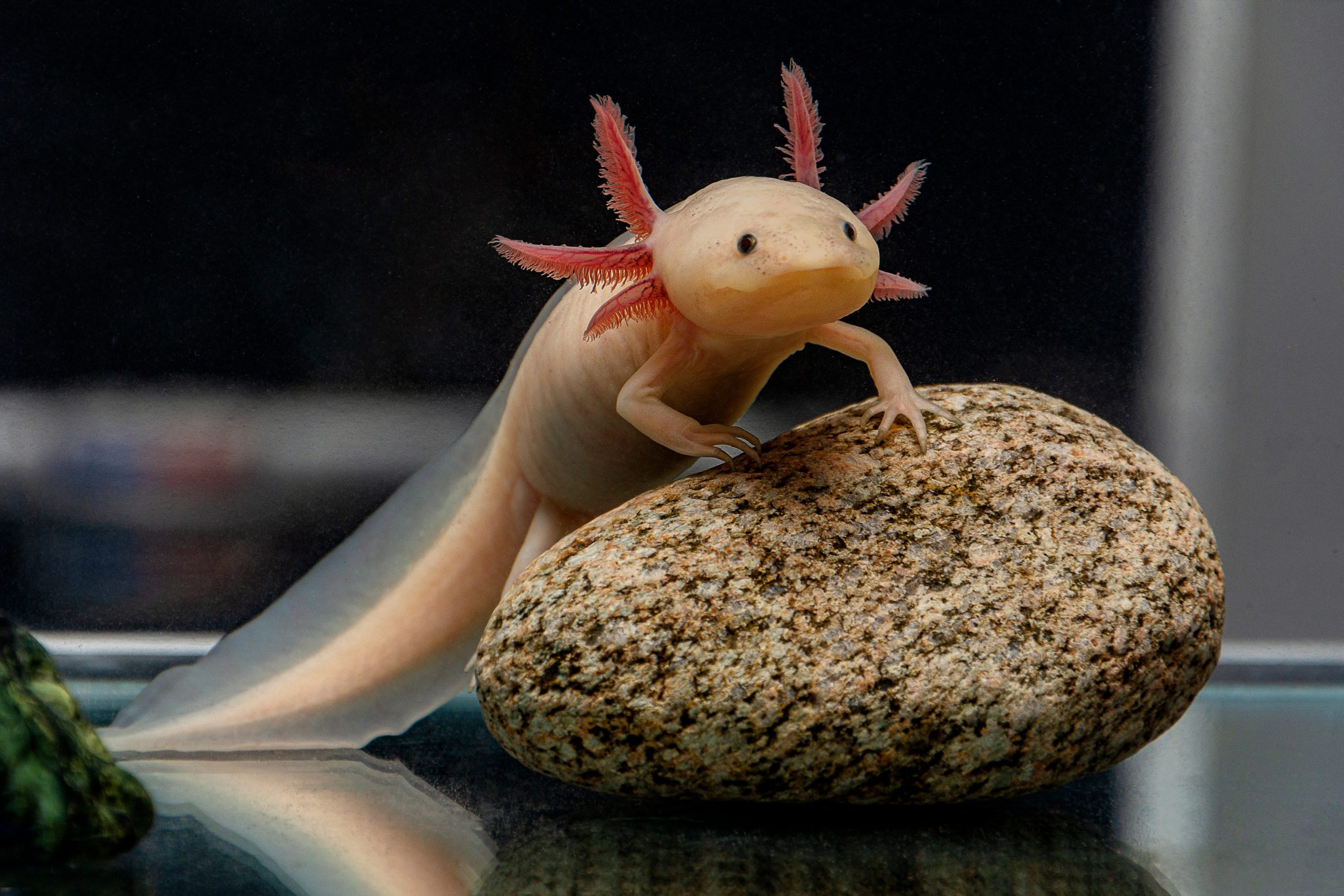 Axolotls Critically Endangered Salamanders living in Mexico