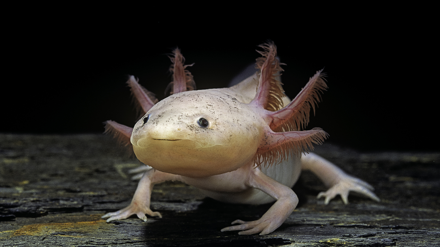 Axolotls